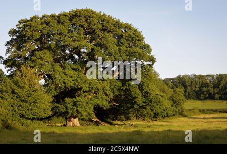 Große alte englische Eiche, die auf Weiden mit wilden Blumen liegt. Warmes Licht am Ende des Sommertages. Stockfoto