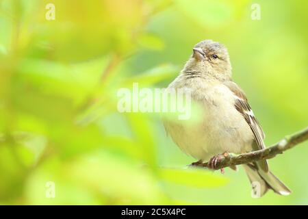Weiblicher Haffinch (Fringilla coelebs) Derbyshire, Großbritannien 2020 Stockfoto