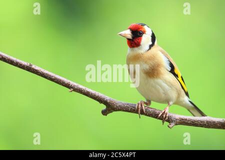 Erwachsener europäischer Goldfink (Carduelis carduelis) auf einem Zweig mit Gefieder. Derbyshire, Großbritannien, Frühjahr 2020 Stockfoto