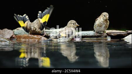 Gruppe von Jugendlicher Europäischer Goldfink (Carduelis carduelis), Baden und Trinken aus dem Pool. Derbyshire, Großbritannien, Frühjahr 2020 Stockfoto