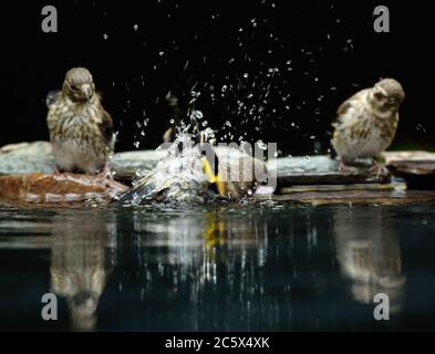 Gruppe von Jugendlicher Europäischer Goldfink (Carduelis carduelis), Baden und Trinken aus dem Pool. Derbyshire, Großbritannien, Frühjahr 2020 Stockfoto