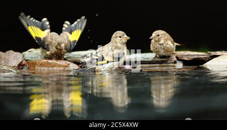 Gruppe von Jugendlicher Europäischer Goldfink (Carduelis carduelis), Baden und Trinken aus dem Pool. Derbyshire, Großbritannien, Frühjahr 2020 Stockfoto