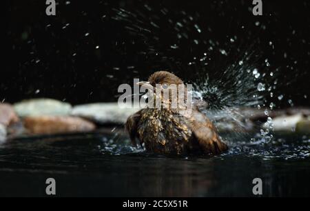 Jungvogel (Turdus Merula), Bade- und Spritzwasser. Derbyshire, Großbritannien 2020 Stockfoto