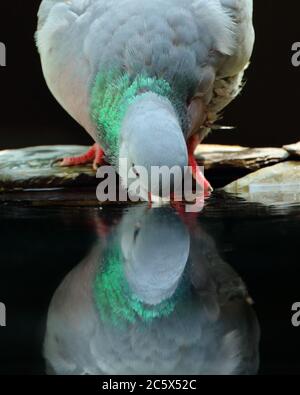 Spiegelung der erwachsenen Taube (Columba oenas), trinken aus dem Pool. Niedrig formatiges Porträt, unterbelichtete schwarze Hintergrundfarbe. Derbyshire, Großbritannien 2020 Stockfoto