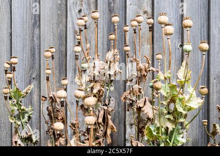 Getrocknete Sämeköpfe aus Opiummohn, Papaver somniferum, gegen einen hölzernen Gartenzaun. Stockfoto