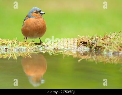 Sommergefieder Männchen gewöhnlicher Chaffinch (Fringilla coelebs), Spiegelung auf Gras. Derbyshire, Großbritannien 2020 Stockfoto