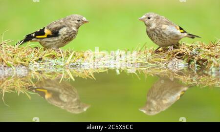 Paar Jugendlicher Europäischer Goldfink (Carduelis carduelis), Besuch Pool zu trinken und baden nach dem Ausflügge, Reflexion. Derbyshire, Großbritannien, Frühjahr 2020 Stockfoto