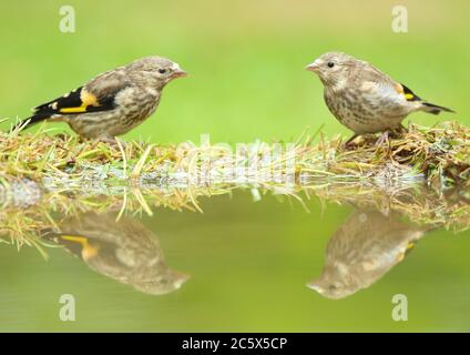 Paar Jugendlicher Europäischer Goldfink (Carduelis carduelis), Besuch Pool zu trinken und baden nach dem Ausflügge, Reflexion. Derbyshire, Großbritannien, Frühjahr 2020 Stockfoto