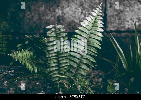 Wild Farn Blatt launisch Foto in dunklen Ton. Tropischer Garten minimalistische Abstraktion. Sommer Laub getönten Fotografie. Spaziergang durch den grünen Wald. Exotische Te mit Blumenmuster Stockfoto