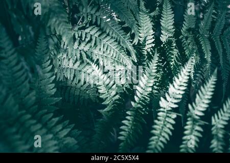 Grünes Farnblatt launisches Foto in dunklem Ton. Tropischer Garten minimalistische Abstraktion. Sommer Laub getönten Fotografie. Wilder Wald Ornament. Exotische Flora Stockfoto