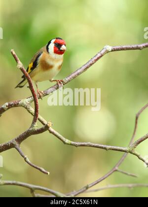 Erwachsener europäischer Goldfink (Carduelis carduelis) auf einem Zweig mit Gefieder. Derbyshire, Großbritannien, Frühjahr 2020 Stockfoto