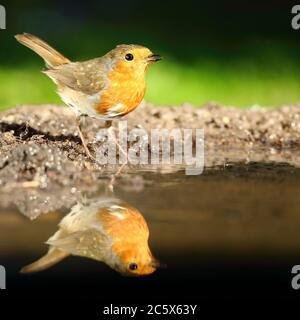 Europäischer Robin (Erithacus rubecula), trinken, volle Reflexion. Derbyshire, Großbritannien 2020 Stockfoto