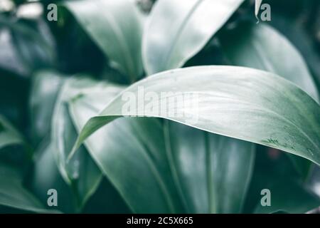 Tropisches Blatt launisch Foto in dunkelgrünen Ton. Tropischer Garten minimalistische Abstraktion. Sommer Laub getönten Fotografie. Tropische Blattpflanze. Exotisches f Stockfoto