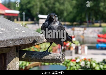 Westliche Schakoradaw (Coloeus monedula), die auf einem verwitterten Pol steht und die Kamera anschaut Stockfoto