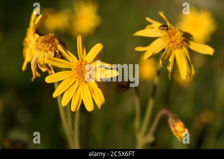 Arnica montana Blume in den Vogesen in Frankreich Stockfoto