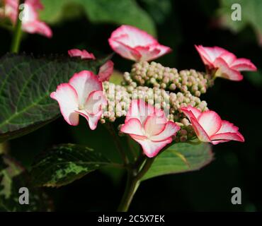 Hortensia macrophylla 'Love You Kiss' Stockfoto