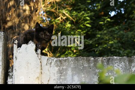 Ein obdachloses Kätzchen mit verletzten Augen sitzt auf einem Zaun, Horizontalformat Stockfoto