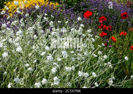 Weiße Rose campion, Lychnis coronaria alba, rote Mohnblumen blaue Lavendelblumen im Juli Gartenblumenbeet duftender Garten üppiges Blumenbeet reich an Blumen Stockfoto