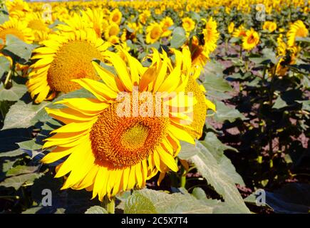 Selektiver Fokus des großen Sonnenblumenfeldes an einem sonnigen Sommertag. Stockfoto