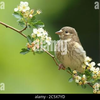 Jungvogel (Carduelis carduelis), Jungvogel, der auf der Frühlingsblüte thront. Derbyshire, Großbritannien, Frühjahr 2020 Stockfoto