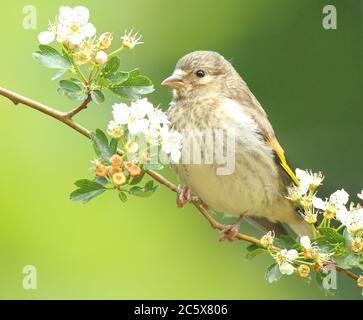 Jungvogel (Carduelis carduelis), Jungvogel, der auf der Frühlingsblüte thront. Derbyshire, Großbritannien, Frühjahr 2020 Stockfoto