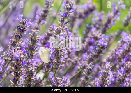 Weißkohlschmetterling mit großen Augen und Antenne auf lila Lavendelblüte im Sommer. Verschwommenes grünes Gras im Hintergrund Stockfoto