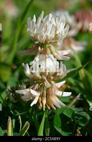 White Clover - Trifolium repens, zwei weiße Blütenköpfe Stockfoto