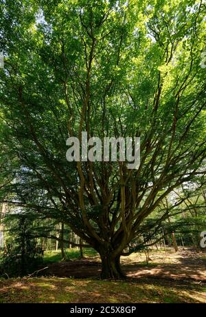 Europäische oder gemeine Buche - Fagus sylvatica, Alter Buchenbaum in Workman Wood, Sheepscombe, Gloucestershire Stockfoto