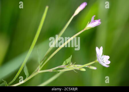 Weidenblättrige Weidenröschen - Epilobium montanum, kleine rosa Waldblume Stockfoto