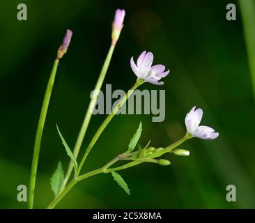 Weidenblättrige Weidenröschen - Epilobium montanum, kleine rosa Waldblume Stockfoto