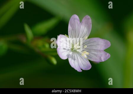 Broad-leaved Willowherb - Epilobium montanum, Nahaufnahme der Blume mit 4-gelapptem Stigma Stockfoto