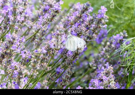 Weißkohlschmetterling mit großen Augen und Antenne auf lila Lavendelblüte im Sommer. Verschwommenes grünes Gras im Hintergrund Stockfoto