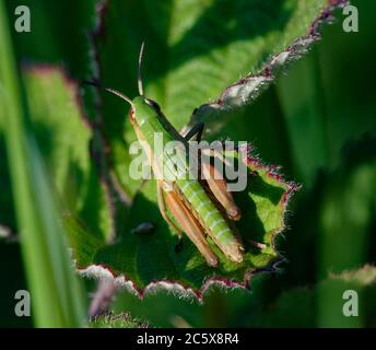 Meadow Grasshopper - Chorthippus parallelus, Nymphe auf Brambleblatt Stockfoto