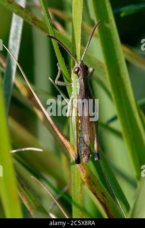Wiesengrasshopper - Chorthippus parallelus, auf Grasblatt Stockfoto