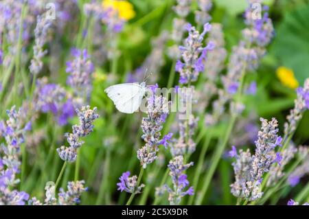 Weißkohlschmetterling mit großen Augen und Antenne auf lila Lavendelblüte im Sommer. Verschwommenes grünes Gras im Hintergrund Stockfoto