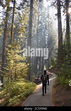 Ein Wanderer mit einer Kamera geht auf einem Wanderweg. Sonnenstrahlen, die durch den Rauch eines vorgeschriebenen Brandes im Nationalpark durch die Bäume strömen. Stockfoto