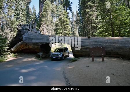 Ein silberner Jeep, der durch den Tunnel fährt, ein gefallener, toter Mammutbaum (Sequoiadendron giganteum) im Sequoia National Park, Kalifornien Stockfoto