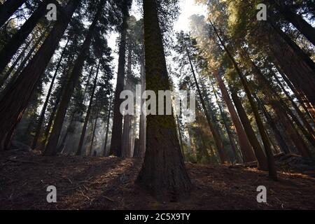 Sonnenstrahlen, die durch den Rauch eines vorgeschriebenen Brands auf dem Congress Wanderweg im Sequoia National Park in Kalifornien strömen. Stockfoto