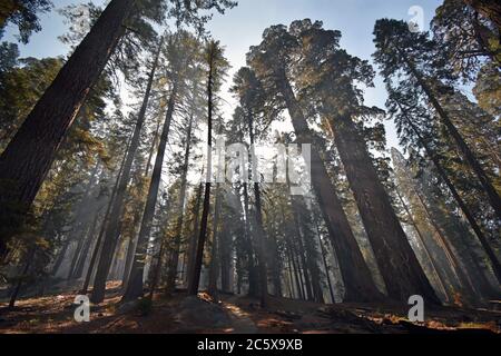 Sonnenstrahlen, die durch den Rauch eines vorgeschriebenen Brands auf dem Congress Wanderweg im Sequoia National Park in Kalifornien strömen. Stockfoto