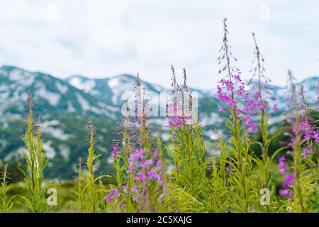 Schweizer Alpen Tal mit Blumen. Campanula cochleariifolia Wildblume in Alp Wiese Landschaft. Schöner Blick auf idyllische alpine Bergkulisse mit blühenden Wiesen an einem schönen sonnigen Sommertag Stockfoto