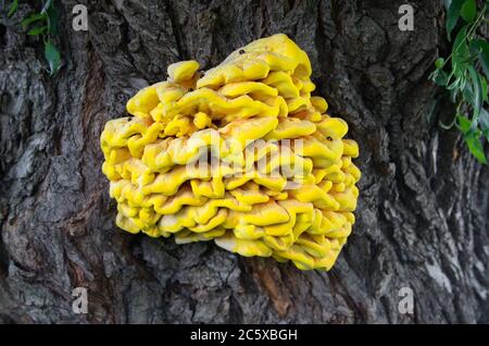Heller Bracketpilz (Laetiporus sulfureus) auf Baum. Auch bekannt als "Huhn des Waldes". Befallen mit Bugs. Gedreht in Osteuropa, Ukr Stockfoto