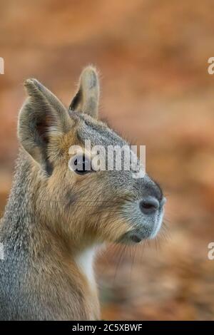 Detaillierte Nahaufnahme eines patagonischen mara oder Dillaby (Dolichotis patagonum) südamerikanischen Kavidsäugers, isoliert im Freien, Cotswold Wildlife Park, Großbritannien. Stockfoto