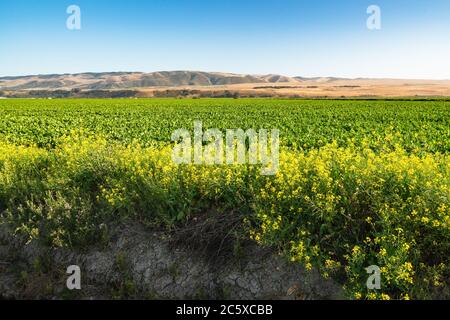 Landwirtschaftliche Feld bei Sonnenuntergang. Sellerie wächst in einem Feld, Santa Barbara County, Kalifornien Stockfoto