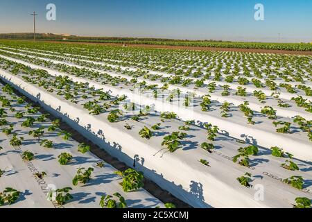 Reihen junger Erdbeerpflanzen auf einem Feld. Landwirtschaftliche Erdbeeren Feld, Santa Barbara County, Kalifornien Stockfoto