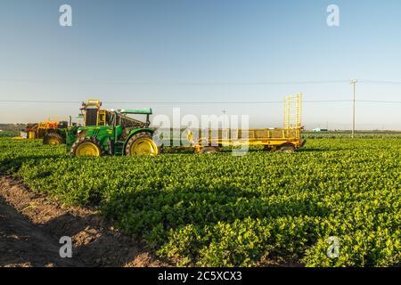Santa Barbara County, California/USA - 4. Juli 2020 Agrarbereich von Sellerie-Anlage und landwirtschaftlichen Maschinen. Traktoren auf dem Feld bei Sonnenuntergang. Har Stockfoto