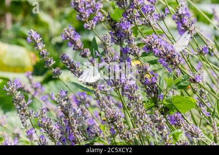 Weißkohl Schmetterlinge mit großen Augen und Antenne auf lila Lavendel Blume im Sommer. Verschwommenes grünes Gras im Hintergrund Stockfoto