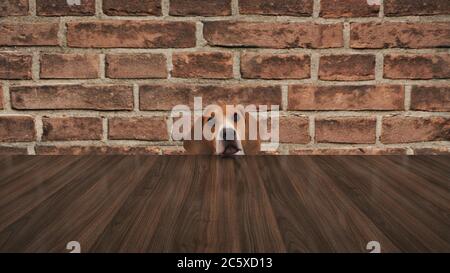 Neugieriger Hund, der von unten auf den Tisch guckt. 3d-Rendering Stockfoto
