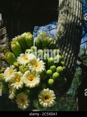 Santa Catalina Mountains Coronado NF AZ/JUN EIN Saguaro Kaktus in voller Blüte in den Ausläufern nahe dem General Hitchcock Highway. Stockfoto