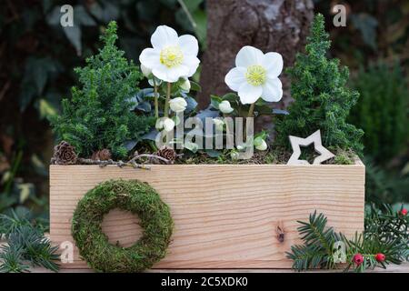 Wintergartendekoration mit helleborus niger und Nadelholz in Holzkiste Stockfoto