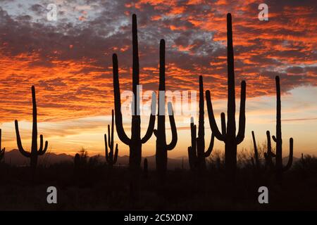 Saguaro Nationalpark AZ / OCT EIN silhouettierter Stand von saguaro Kakteen, begleitet von einem brillanten Sonnenuntergang über Avra Tal mit Roskruge Bergen am Horizont. Stockfoto